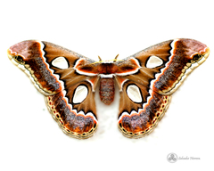 Rothschildia cinctus cinctus