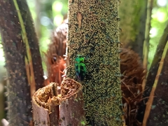 Chrysobothris wallacei