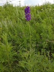 Delphinium cyananthum