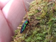 Chrysobothris wallacei