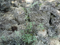 Artemisia lagocephala