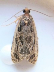 Olethreutes tilianum