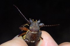 Physopleurus amazonicus