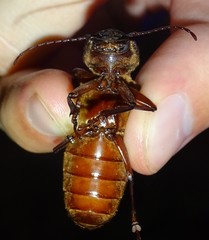 Physopleurus amazonicus