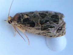 Olethreutes tilianum
