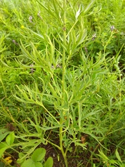 Delphinium cyananthum