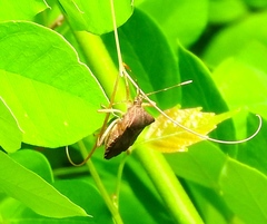 Anasa scorbutica
