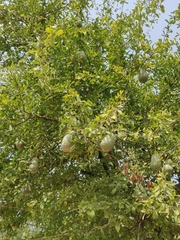 Aegle marmelos