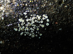 Myriolecis semipallida