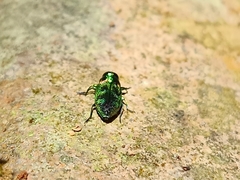 Chrysobothris wallacei