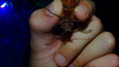 Physopleurus amazonicus