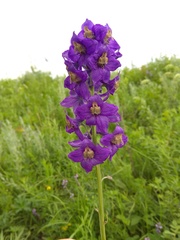 Delphinium cyananthum