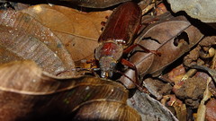 Physopleurus amazonicus
