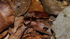 Physopleurus amazonicus