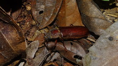 Physopleurus amazonicus
