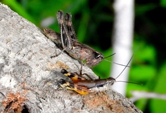 Boopedon flaviventris