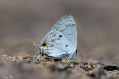Hypolycaena kina
