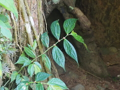Elatostema
