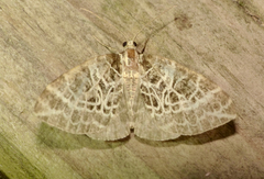 Eustroma reticulata