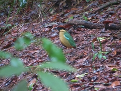 Pitta versicolor