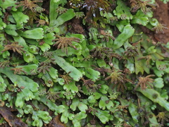 Marchantia emarginata
