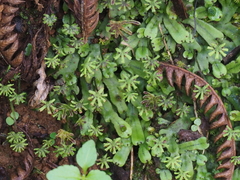 Marchantia emarginata
