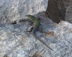 Podarcis filfolensis maltensis