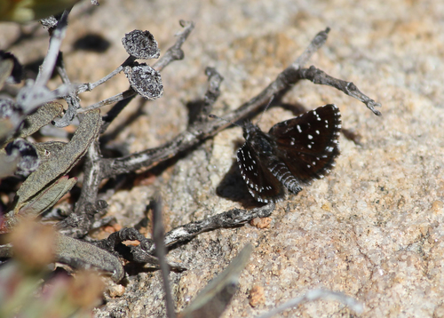 Namaqua Dancer
