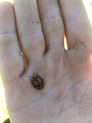 Botanochara angulata