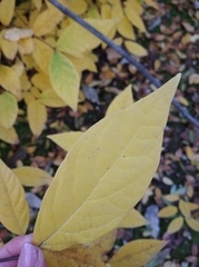 Calycanthus fertilis