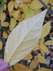 Calycanthus fertilis
