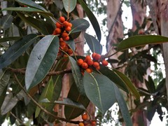 Ficus destruens
