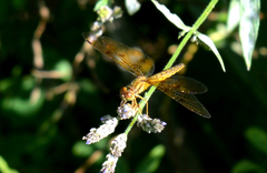 Perithemis icteroptera