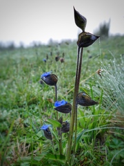Commelina tuberosa