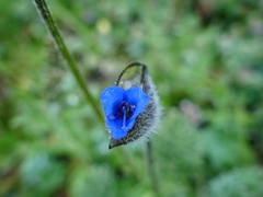 Commelina tuberosa