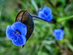Commelina tuberosa