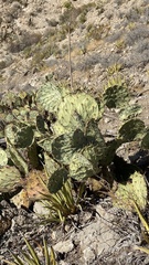 Opuntia arizonica