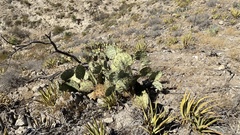 Opuntia arizonica