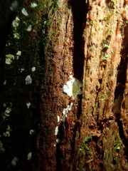 Antrodiella citrinella