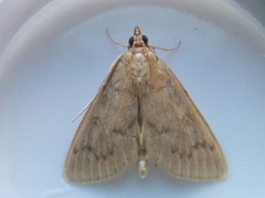 Framinghamia helvalis