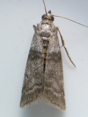 Pyla fusca
