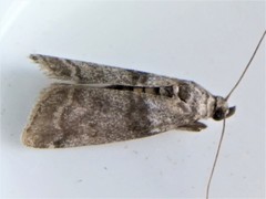 Pyla fusca