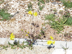Senecio littoreus littoreus