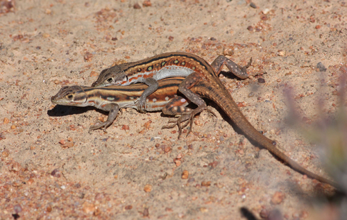Common Sand Lizard [pulchella], Pedioplanis lineoocellata