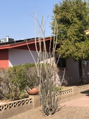 Fouquieria splendens