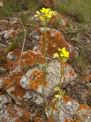 Erysimum flavum altaicum
