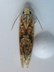 Eucosma ochrocephala