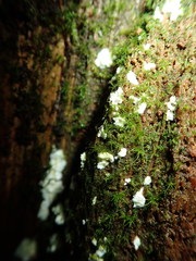 Antrodiella citrinella