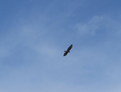 Buteo buteo