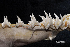Bigeye Sand Tiger photo 5
